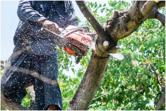 tree services Morgantown